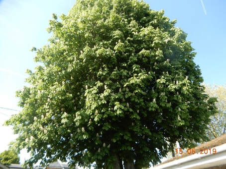back garden with partial image a horse chestnut tree